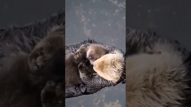 Морская выдра C детенышем