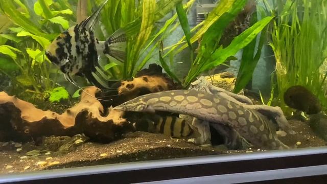 Мастацембел панцирный 30 см (Mastacembelus Armatus )