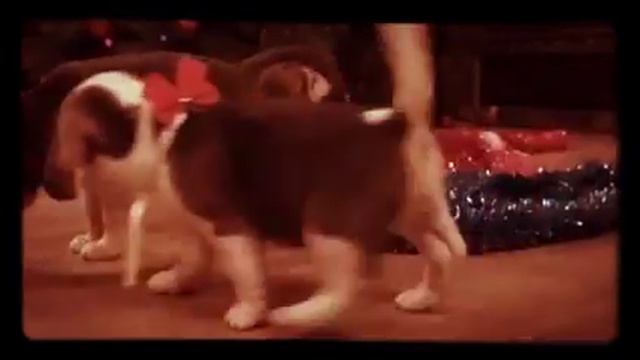 Няшные собачки встречают ,,Новый Год" смотреть онлайн