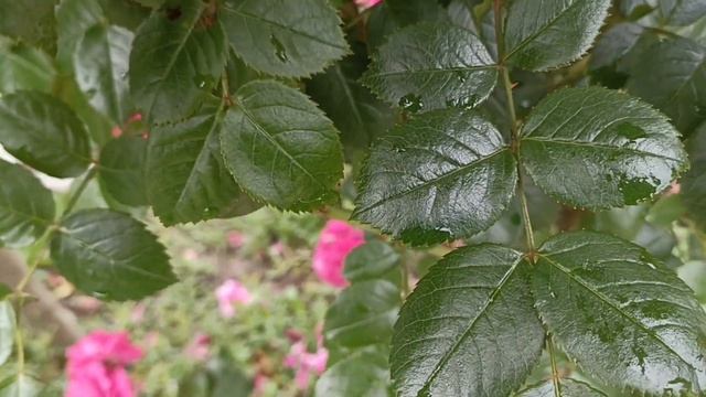 Обзор плетистых роз: Лагуна, Сезар, Жасмина смотреть онлайн