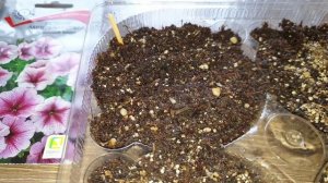 Петунья взошла, погибает и падает? Причина проста и решаема! Спасём!