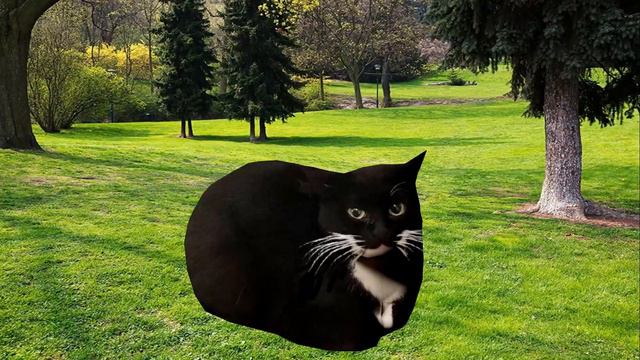 Maxwell The Cat, But At Different Times Of The Year