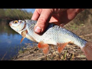 Плотва на валерьянку весной! Смотрите видео.