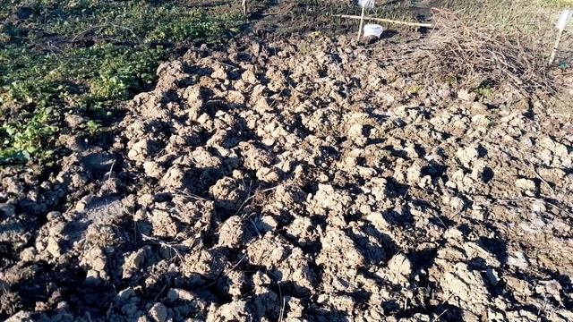 Дикий Шпинат вирощування з насіння в домашніх умовах