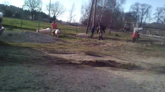 Выгул свиней(ч.3) конец!) смотреть онлайн