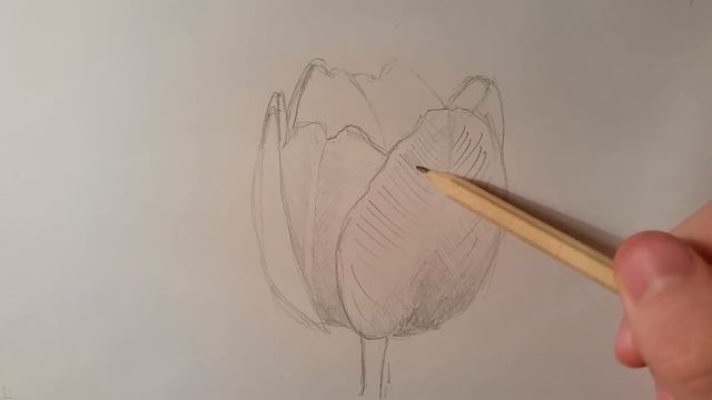Как нарисовать тюльпан. смотреть онлайн