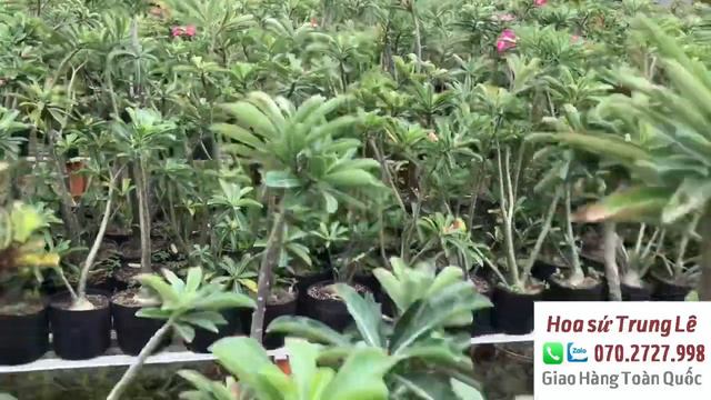 Sứ Thái nguyên thủy cánh đơn giá rẻ + Nhánh chiết kỳ duyên zin. Lh: 0702727998 Trung Lê смотреть онлайн