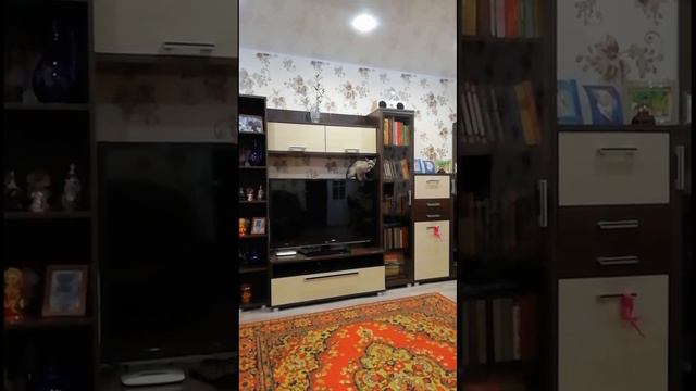 Где ты, Вася. Кошка Фифи. смотреть онлайн