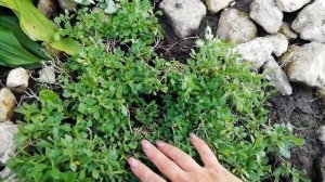 УХОД ЗА ОБРИЕТОЙ ЛЕТОМ, ПЕРЕД ВТОРОЙ ВОЛНОЙ ЦВЕТЕНИЯ.