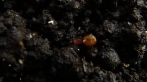 Выход червя из кокона (Дендробена)