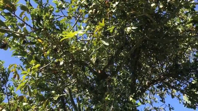 Растения паразиты и симбионты смотреть онлайн