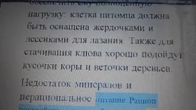 Клюв у волнистого попугая смотреть онлайн