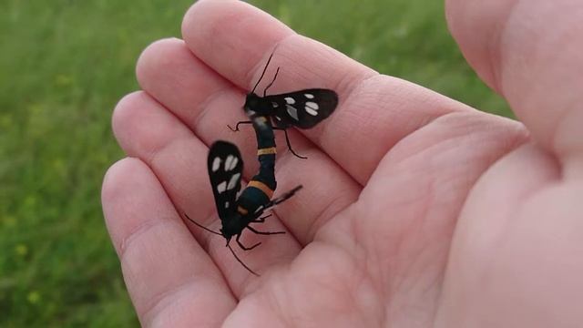 Бабочки спариваются на ладони