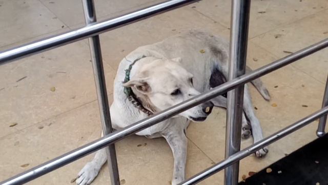 Udupi singing dog смотреть онлайн