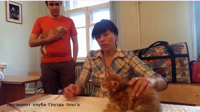 Питомник Элитных Кошек Породы Мейн-Кун "Enigma Spirit" Актировка Котят! смотреть онлайн