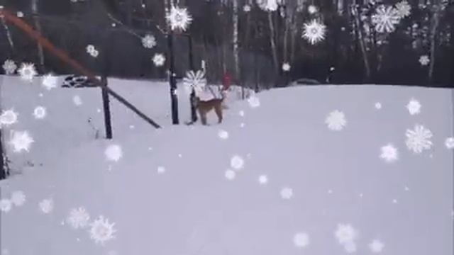 Барон и Бетти