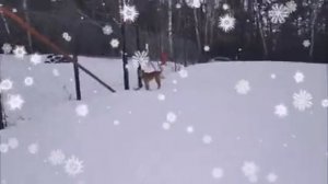 Барон и Бетти