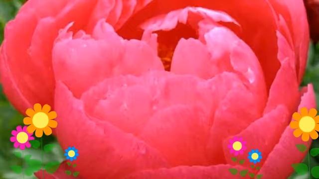 Пион молочноцветковый Antwerpen. Краткий обзор, описание характеристик, где купить саженцы смотреть онлайн