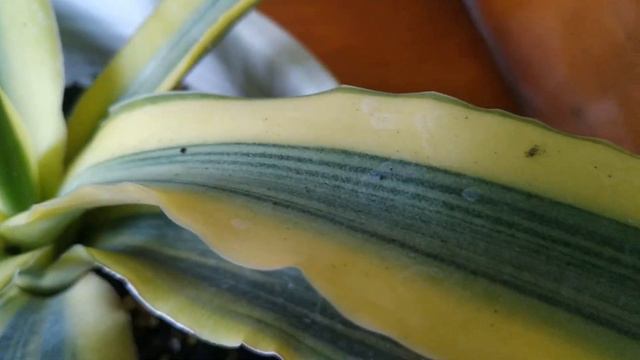 Sansevieria Katana Variegated смотреть онлайн