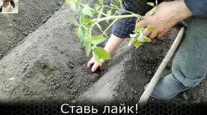 Как правильно сажать помидоры в открытом грунте рассадой лежа в траншею