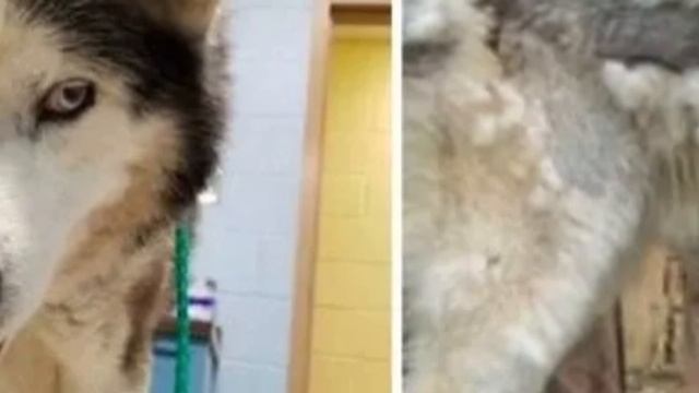 Собака сидела на цепи на улице более 10 лет, и только случайность изменила ее жизнь смотреть онлайн