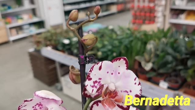 Море мутантов в свежем завозе орхидей Леруа Мерлен г. Омск. смотреть онлайн