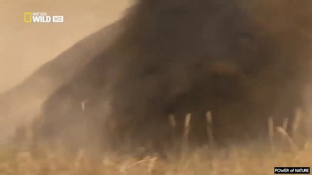 БИЗОН против БИЗОНА смотреть онлайн