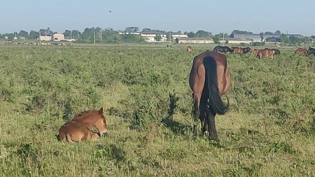 Комары засохли, жеребята кайфуют.| Тимья́н обыкнове́нный "Чабрец" Июнь,время сбора полезных трав. смотреть онлайн
