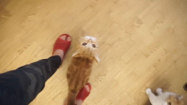 Пищевая АЛЛЕРГИЯ - рана на шее у кошки смотреть онлайн