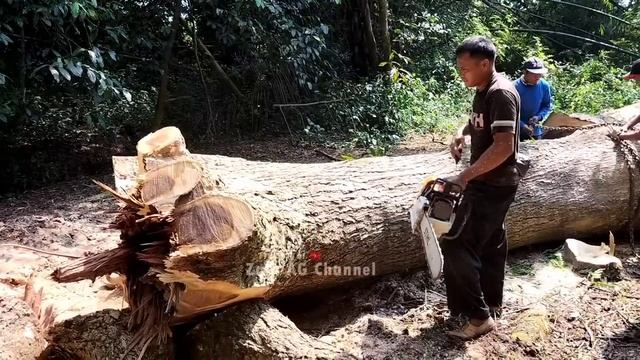 Big Height..!! The Process Of Felling Rain Trees The Indonesian Way