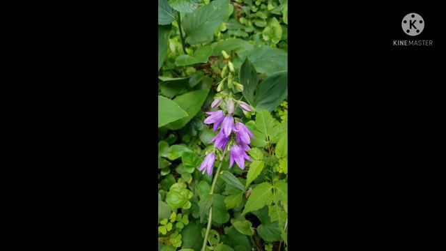 Pinkish Purple Bell Like Flowers смотреть онлайн
