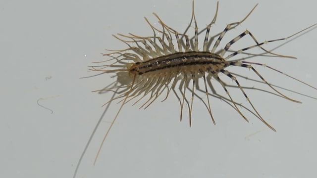 Centopeia doméstica (Scutigera coleoptrata) na banheira смотреть онлайн