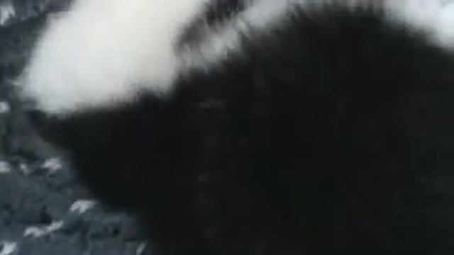 My pet skunk, Relentless смотреть онлайн