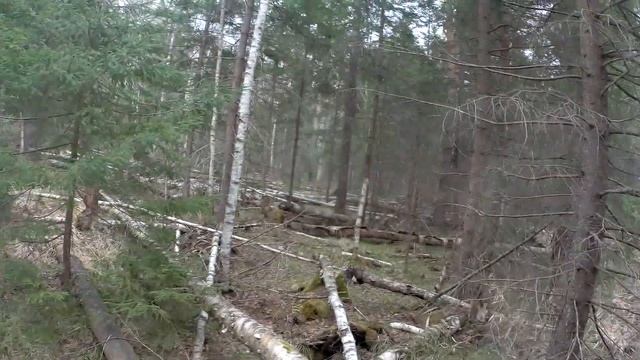Прогулка выходного дня (проверка барсучий норы) смотреть онлайн