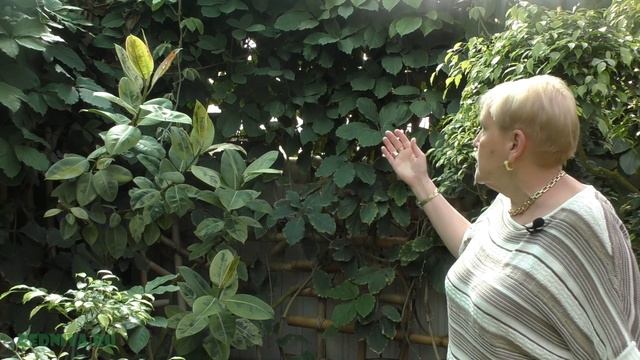 Лианы (Тетрастигма) смотреть онлайн