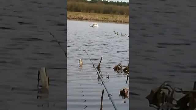 Лебедь на озере.! Рыбалка. 2023 год апрель. смотреть онлайн