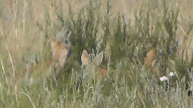КОРСАКИ ПРОЯВЛЯЮТ ИНТЕРЕС К ВИДЕОКАМЕРЕ смотреть онлайн