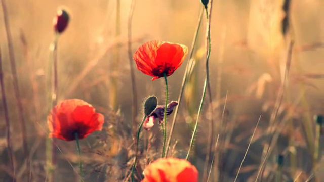 Звуки природы. Вечер в лесу смотреть онлайн