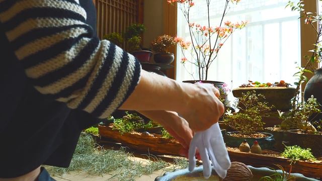 수염틸란드시아 인테리어 미니커튼 만들기, Tillandsia usneoides mini curtain смотреть онлайн