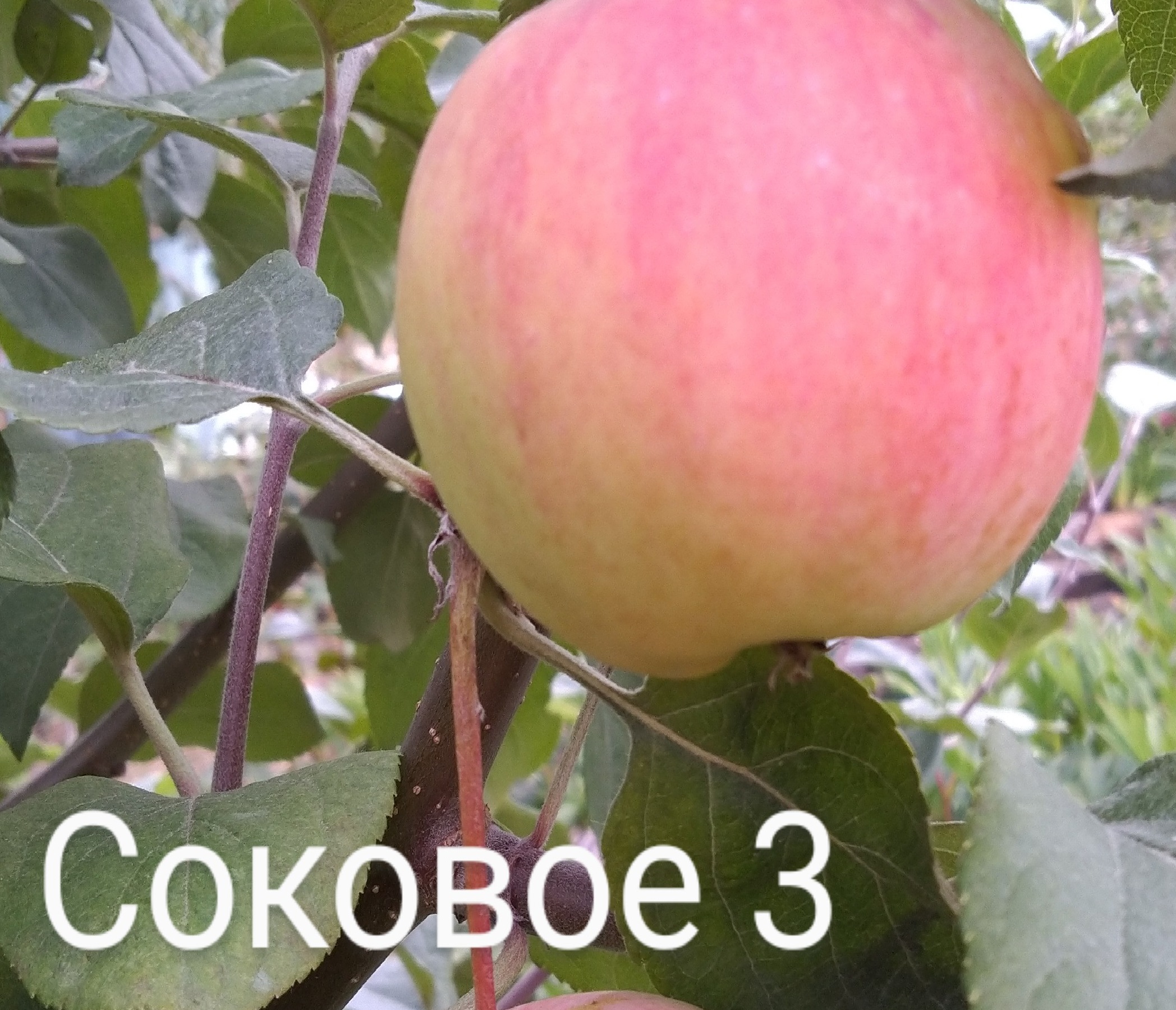 Соковое 3
плодоношение яблонь в моём саду