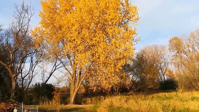Copy of Wild-growing Silver Maple (acer saccharinum), Freeborn County, Minnesota смотреть онлайн