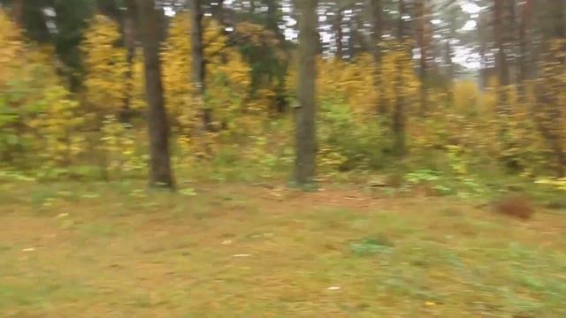 2023-10-22- прогулка с моими колли, старшая Горда, почти 11 лет, и ее правнучка Руми, 6 мес смотреть онлайн