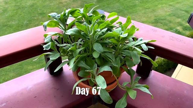 Planting And Growing Matthiola Incana On Balcony