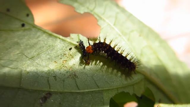 Jacintha Eggfly Butterfly caterpillar смотреть онлайн