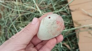 Что делать если птица не может снести яйцо?! Как ей помочь! Фазаны