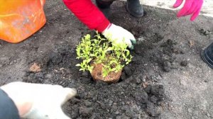 ЖАСМИН САДОВЫЙ или ЧУБУШНИК ? – посадка и уход Кустарник чубушник