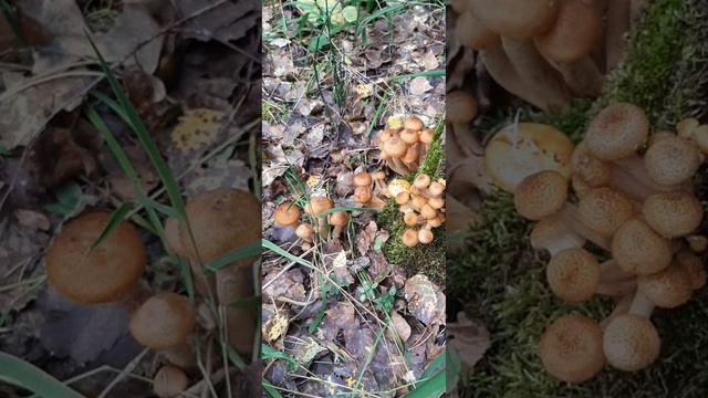 Гуляем в лесу🧡5.09.24