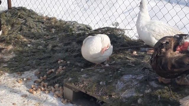 Содержание мускусных уток и гусей зимой. смотреть онлайн
