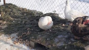 Содержание мускусных уток и гусей зимой.