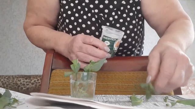 Черенкование эустомы. смотреть онлайн